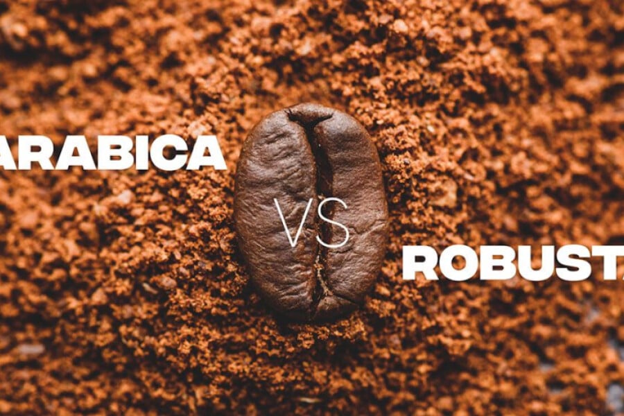 Perbedaan Kopi Arabica dan Robusta