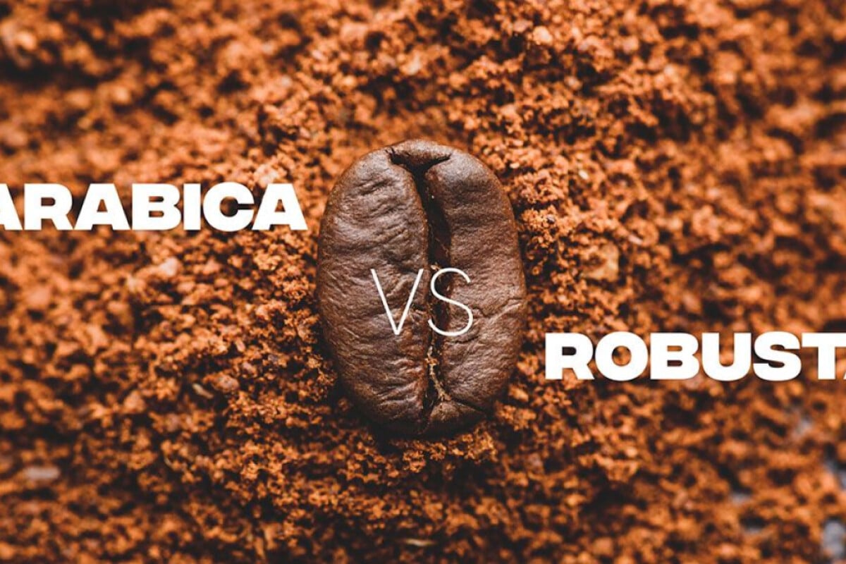 Perbedaan Kopi Arabica dan Robusta